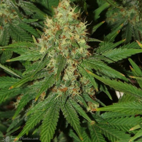 Auto fem Ultraviolet легко выращивать сорта марихуаны начинающим 